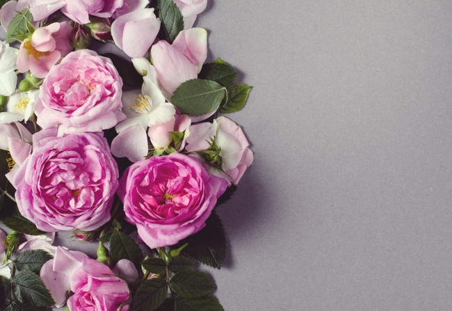 Обои картинки фото цветы, розы