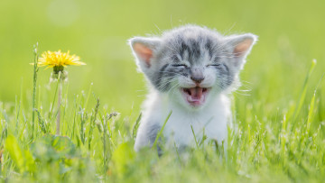 Картинка пушистик животные коты котёнок комочек шерсти няшное существо да и лучший друг человека мур мяу