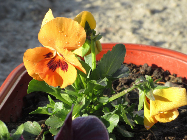 Обои картинки фото цветы, анютины глазки , садовые фиалки, анютины, глазки