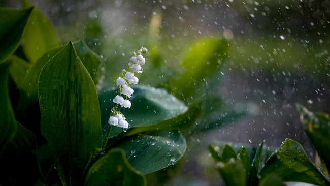 Обои картинки фото цветы, ландыши, ландыш, листья, дождь, капли
