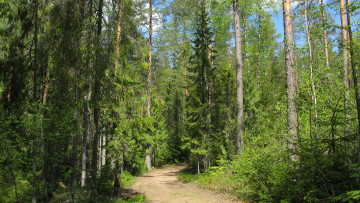 Картинка лесная+дорога природа дороги лес дорога лето карелия июнь сосны ели