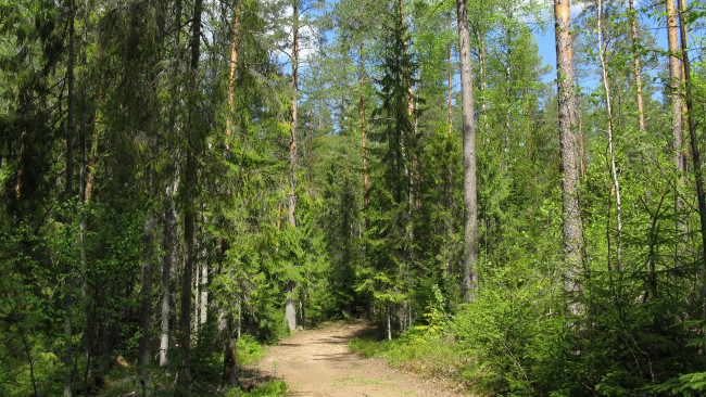 Обои картинки фото лесная дорога, природа, дороги, лес, дорога, лето, карелия, июнь, сосны, ели