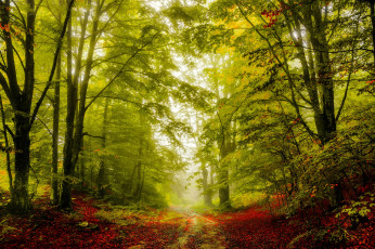 Картинка природа лес