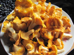 Картинка еда грибы +грибные+блюда лисички