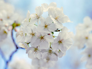 Картинка цветы цветущие деревья кустарники