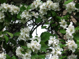 обоя цветы, цветущие, деревья, кустарники