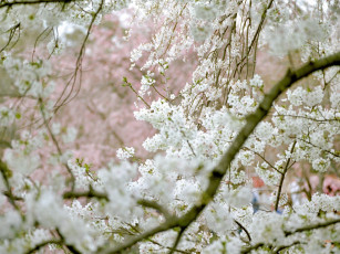 Картинка цветы цветущие деревья кустарники