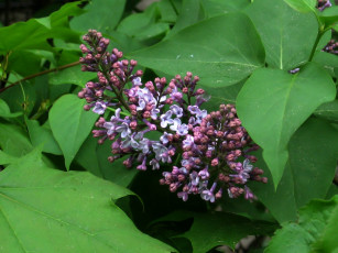 Картинка цветы сирень