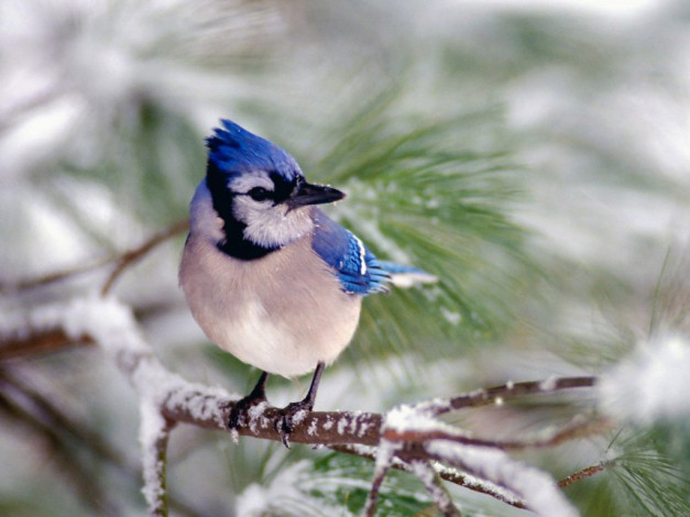 Обои картинки фото животные, сойки