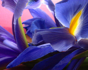 обоя цветы, ирисы