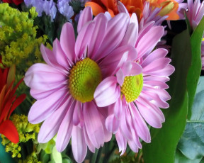 Картинка цветы разные вместе