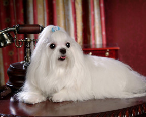 Картинка животные собаки