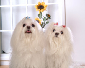 Картинка животные собаки