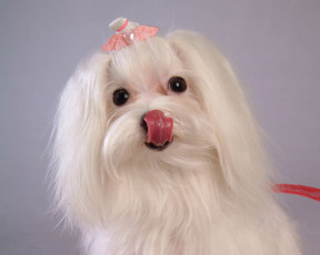 Картинка животные собаки