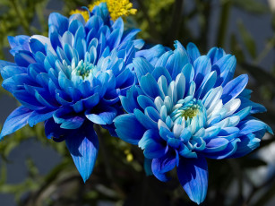 Картинка цветы хризантемы