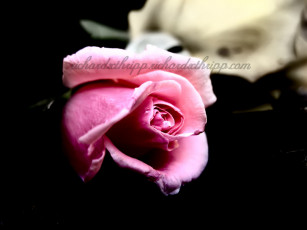 Картинка цветы розы