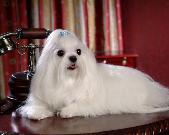 Обои картинки фото животные, собаки