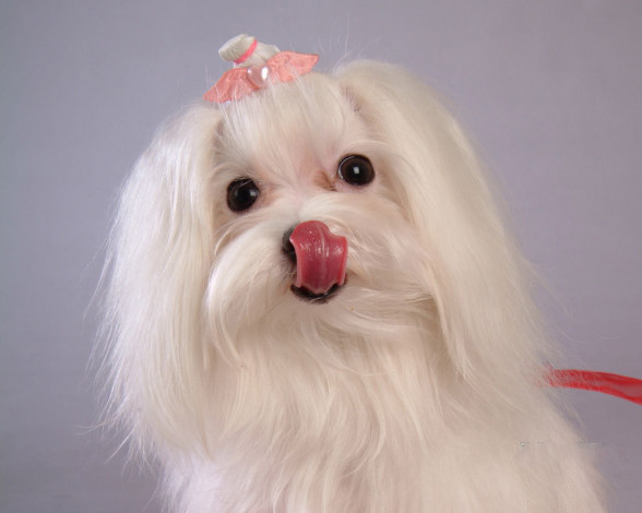 Обои картинки фото животные, собаки