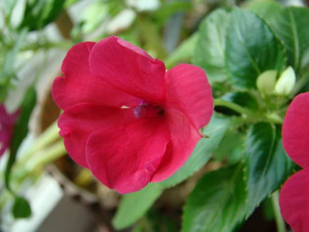 Обои картинки фото цветы, бальзамины