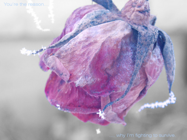 Обои картинки фото цветы, розы