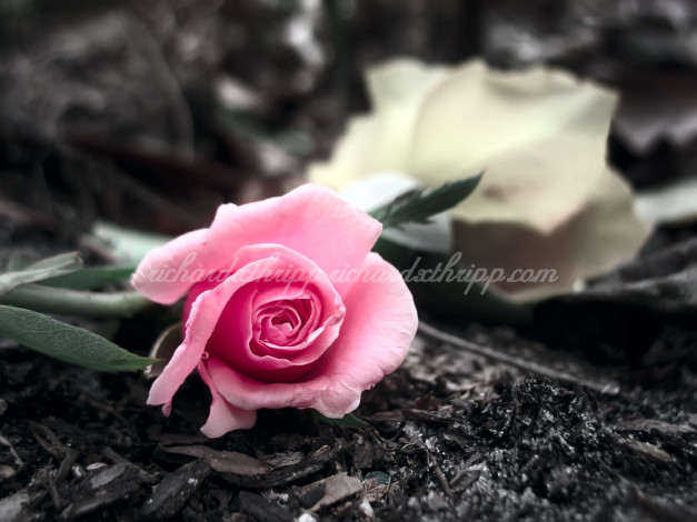 Обои картинки фото цветы, розы