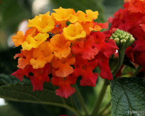 Картинка цветы лантана вербена