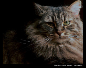 Картинка животные коты