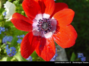 Картинка цветы анемоны адонисы