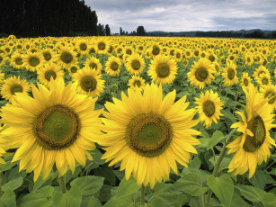 Картинка цветы подсолнухи