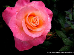 Картинка цветы розы