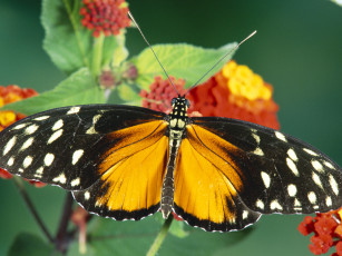 Картинка животные бабочки