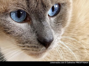 Картинка животные коты