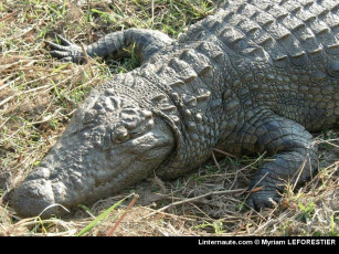 Картинка животные крокодилы