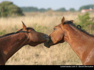 Картинка животные лошади