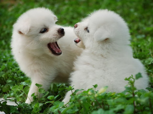 обоя животные, собаки