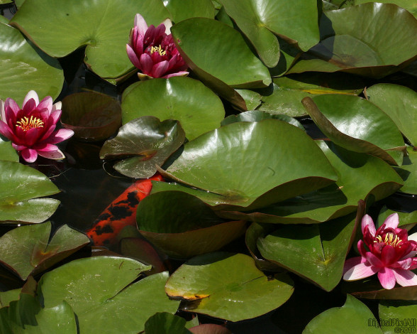 Обои картинки фото цветы, лилии, водяные, нимфеи, кувшинки