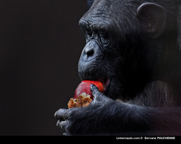 Обои картинки фото животные, обезьяны