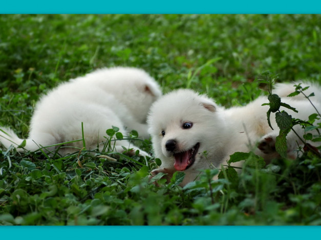 Обои картинки фото животные, собаки