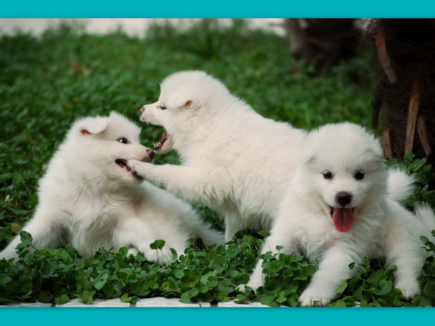 Обои картинки фото животные, собаки