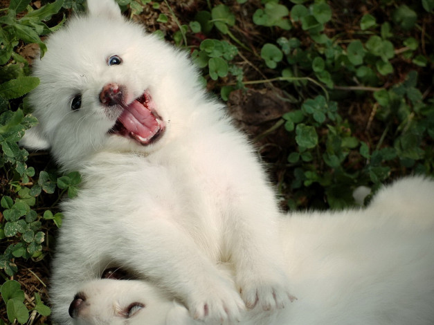 Обои картинки фото животные, собаки