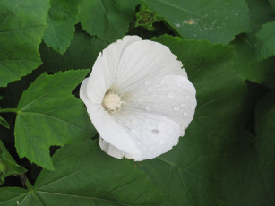 Картинка цветы лаватера белый нежный капли воды