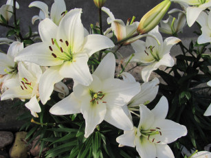 обоя цветы, лилии, лилейники, белые, много