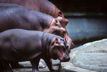Картинка животные бегемоты большой семья
