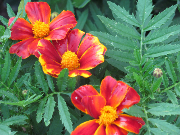 Обои картинки фото бархатцы, цветы, яркие, мокрые