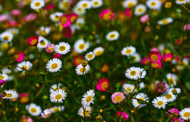 Обои картинки фото цветы, луговые, полевые, розовый, белый, пестрый, маленький