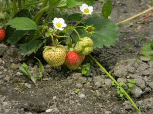 обоя природа, Ягоды, клубника