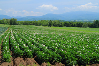 Картинка природа поля растение