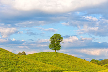 Картинка природа деревья швейцария облака луг дерево switzerland