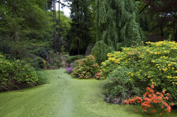 Картинка парк родендронов азалий kromlau германия природа родендроны азалии