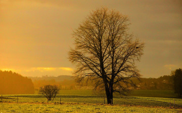 Картинка природа деревья дерево